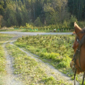 Ausritte mit den Ponys der CV Ponyfarm 07