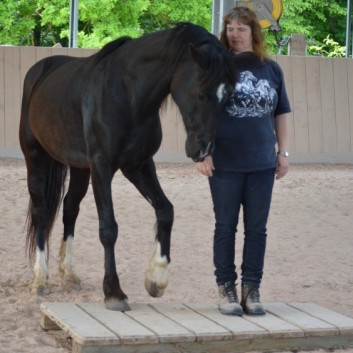 Bodenarbeit mit Pony - 02