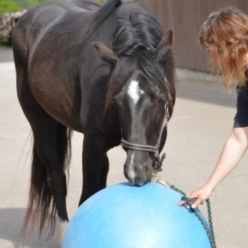 Bodenarbeit mit Pony - 04