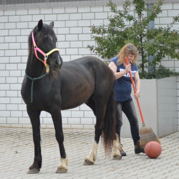 Bodenarbeit mit Pony - 05