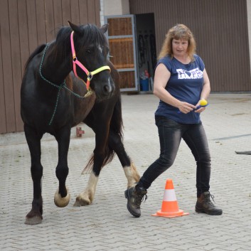 Bodenarbeit mit Pony - 06