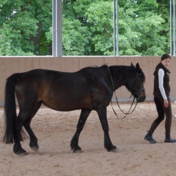 Bodenarbeit mit Pony - 12