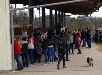 CV Ponyfarm - Pruefungstag 2019 - 03