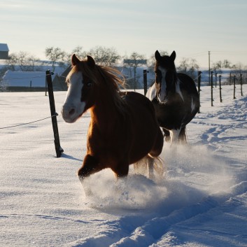 Die Ponys der CV-Ponyfarm auf der Koppel im Winter 01