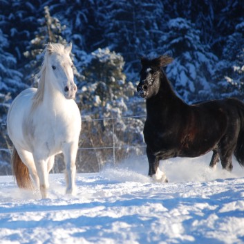 Die Ponys der CV-Ponyfarm auf der Koppel im Winter 04