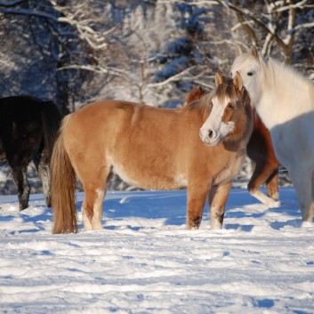 Die Ponys der CV-Ponyfarm auf der Koppel im Winter 05