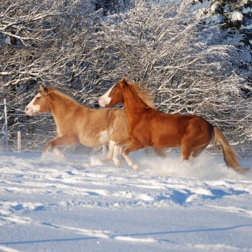 Die Ponys der CV-Ponyfarm auf der Koppel im Winter 06