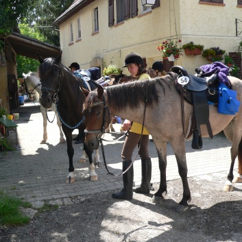 Die Ponys die CV-Ponyfarm in Steinbach 2011 - 12