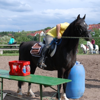 Die Ponys die CV-Ponyfarm in Steinbach 2011 - 22