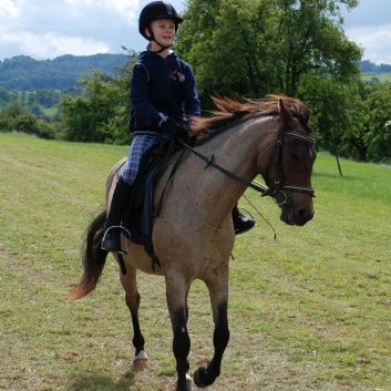 Die Ponys die CV-Ponyfarm in Steinbach 2011 - 46