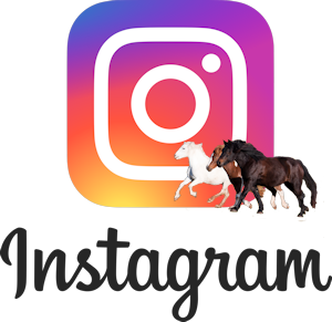 Instagramm-Clip-CV-Ponyfarm-2
