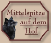 Mittelspitze - CV-Ponyfarm