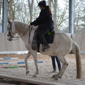 Trailtag der CV Ponyfarm 2013 - 12