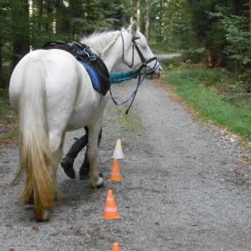 Turnierteilnahme der CV-Ponyfarm 2013-11