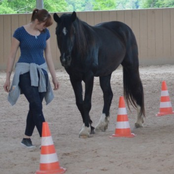 Bodenarbeit mit Pony - 01