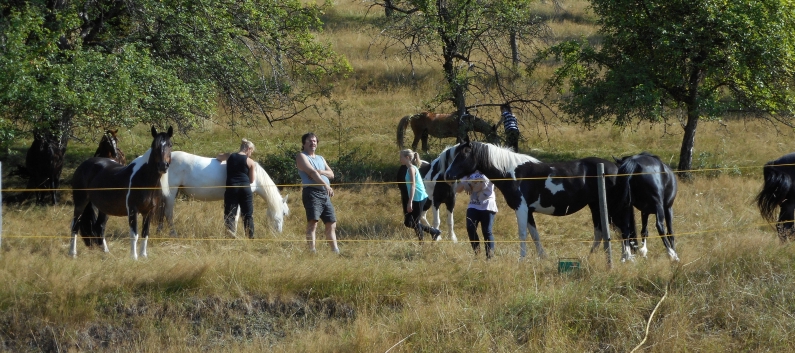 Reiterferien auf der CV-Ponyfarm 2015 - 05