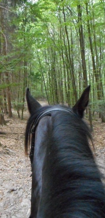 Reiterferien auf der CV-Ponyfarm 2015 - 40