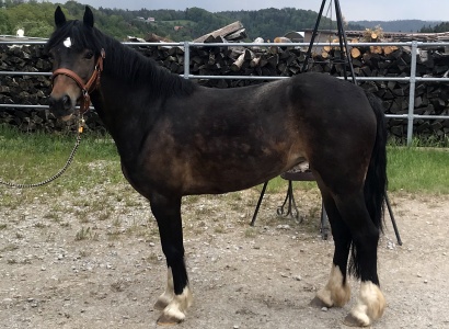 Schulpony Bella 01