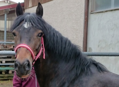 Schulpony Bella 03