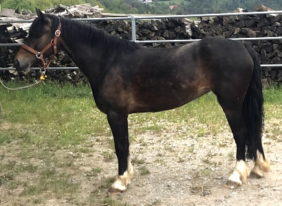 Schulpony Bella 04