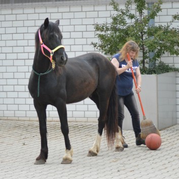 Welsh Cob D Smoky von der CV-Ponyfarm 10